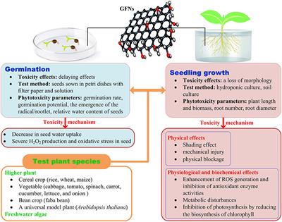 Phytotoxicity of Graphene Family Nanomaterials and Its Mechanisms: A Review